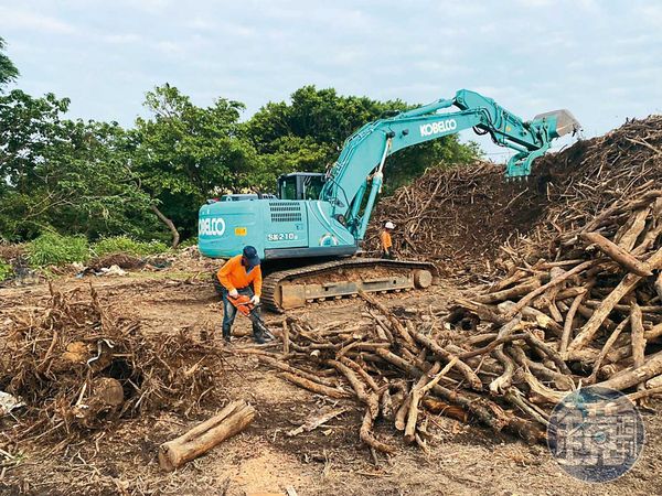 利德工程要求下包商,違法將六百多棵健康、稀有的樹木砍伐絞碎。(讀者提供)