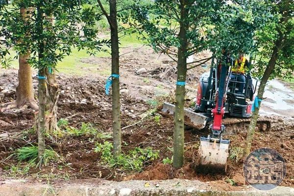 遭濫砍、絞碎的樹木中,包含被列為瀕臨滅絕的稀有樹竹柏(圖)等植物。(讀者提供)