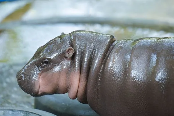 罹患癌症末期的小男孩「小奧拓」在生命最後時光中實現了他的最大心願,親眼見到他最喜愛的動物「彈跳豬」。(翻攝自ขาหมู แอนด์เดอะแก๊ง)