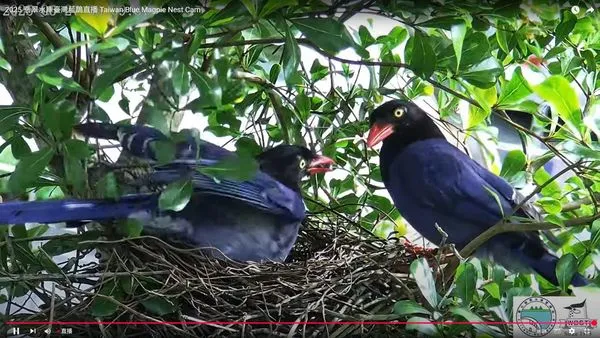 每當鳥爸爸(右)覓食回巢,鳥媽媽(左)即振翅歡迎。(圖/臺北翡翠水庫管理局提供)