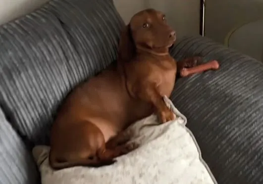 ▲。(圖/翻攝自TikTok/@montylongbottom)