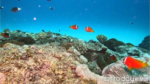 ▲▼113年夏季海水高溫造成小丑島零星珊瑚白化。(圖/東管處提供,下同)