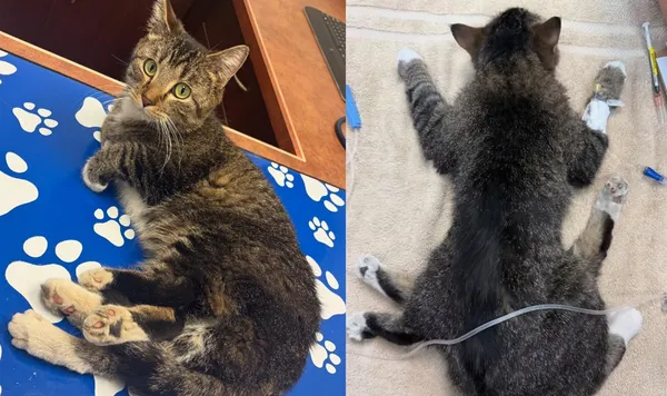 後腿多2條!「罕見寄生胎」虎斑浪貓天生6腿 手術後重獲新生。(圖/翻攝自Facebook/Furget Me Not Animal Rescue)