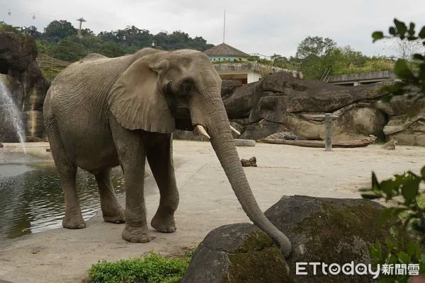 非洲象美代。(圖/台北市立動物園提供)