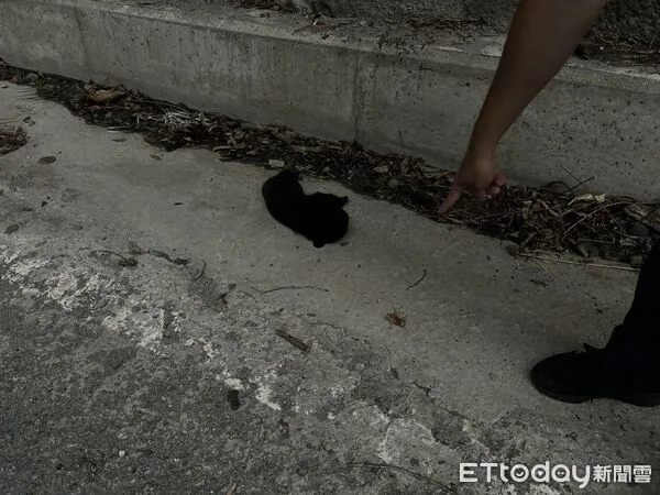 ▲台灣黑熊疑似墜落身亡。(圖/記者楊晨東翻攝)