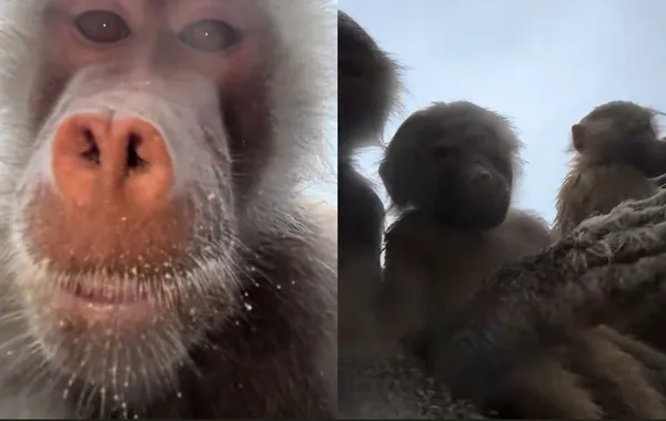 手機意外掉動物園圍欄 女回家收一堆「狒狒自拍照」:太搞笑。(圖/翻攝自TikTok/shabahlo)