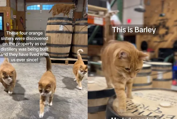 4橘貓姊妹成為酒廠「最強貓保全」 工作畫面爆紅:商界女強人。 (圖/翻攝自TikTok/jepthacreed)