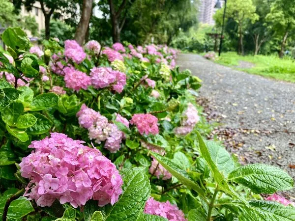 ▲新北樹林的「草花植生公園」近期繡球花已綻放。(圖/翻攝自賞花快報)
