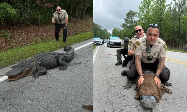 路上曬太陽!180公斤鱷魚「違反交通規則」被逮捕 網笑:冤枉啊。(圖/翻攝自Onslow County Sheriff`s Office)