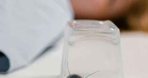 網友實測把小強關1個月不吃不喝。(示意圖/pexels)