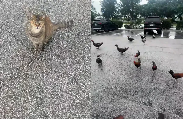 拼命叫浪貓被無視!女意外「喚出十幾隻動物」 網笑:真白雪公主。(圖/翻攝自TikTok/nu11user)