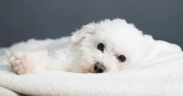 專家認為,狗狗的理想室溫是18至26度。(示意圖/FREEPIK)