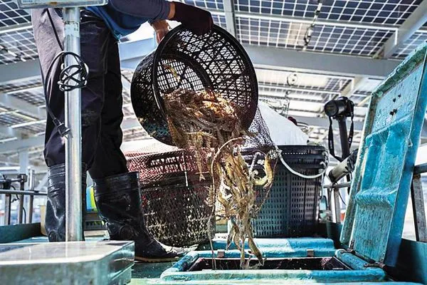 漁電共生牽涉水質、土壤以及病毒傳染問題,並非太陽能電廠的專業。(泓德能源提供)