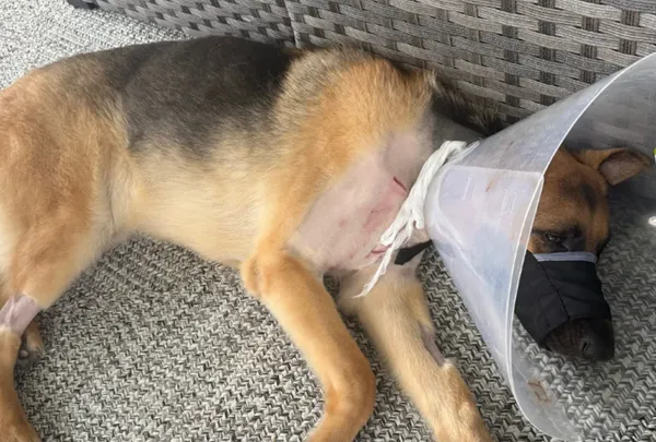 守護家人安全!德牧被鱷魚「咬頭拖入池中」 爆血奇蹟回到岸上。(圖/翻攝自募款網站GoFundMe)