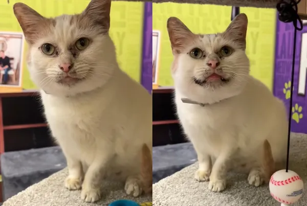 斑點被誤會「臉上髒髒的」 小貓沒人認養網心疼:牠是最可愛的。(圖/翻攝自TikTok/humanebroward)