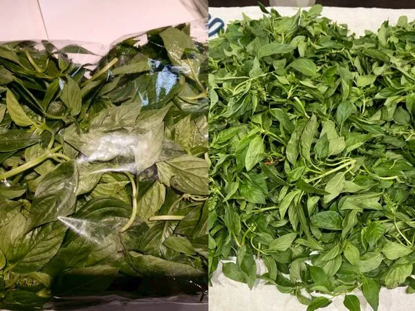 ▲祥和蔬食、非常泰「九層塔」爆3種農藥超標。(圖/北市衛生局提供)