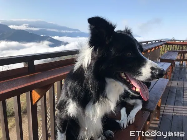 ▲清境農場新推牧羊犬氣球,以園區的牧羊犬「藍寶」為設計原型。(圖/清境農場提供,下同)