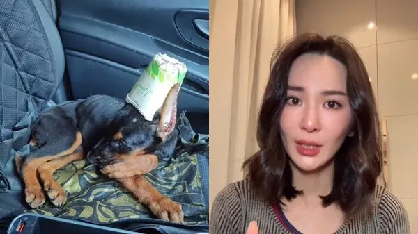 ▲杜賓犬遭剪耳「縫紙杯膠水黏死」!港女星淚揭殘忍手法:人神共憤。(圖/翻攝自裕美IG)