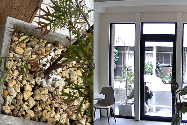 ▲▼盆栽接連枯萎!日餐廳疑遭鄰居惡意灑鹽。(圖/翻攝自X)