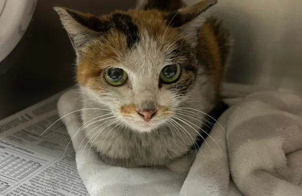 貨艙中發現「毛毛偷渡客」 小貓受困3周橫渡7000英里奇蹟存活。(圖/翻攝自Northwoods Humane Society)