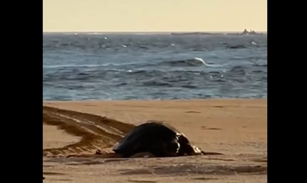 ▲▼綠蠵龜上岸產卵。(圖/望安民宿•友全宅民宿提供)