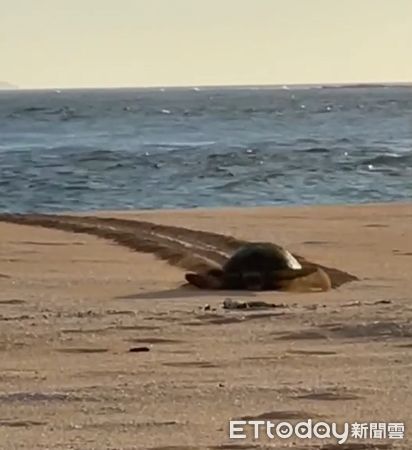 ▲▼綠蠵龜上岸產卵。(圖/望安民宿•友全宅民宿提供)