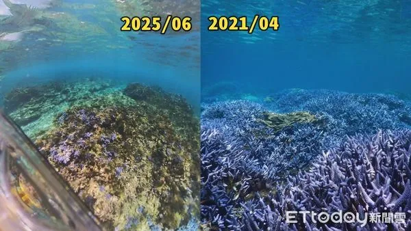 ▲▼「南方四島國家公園」東吉嶼曾擁有大片宛如薰衣草森林的紫色珊瑚礁群,如今夢幻場景因藻類覆蓋已不再 。(圖/業者提供)