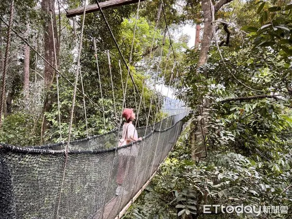 ▲沙巴波令樹頂吊橋(Poring Canopy Walkway),波令溫泉(Poring Hot Spring),沙巴旅遊,馬來西亞旅遊。(圖/記者彭懷玉攝)