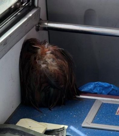 雞毛撢子毛量豐厚,神似趴著的「人頭」,誤嚇不少乘客。(翻攝自爆廢公社公開版)