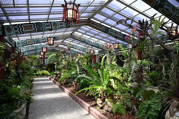 ▲「雨林植物展」即日起在士林官邸新蘭亭登場。(圖/北市公園處提供)