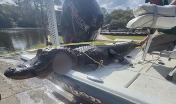 女被狂暴鱷魚拖下船「手臂差點被咬斷」 男手指戳鱷魚眼睛逃命。(圖/翻攝自Florida Fish Wildlife Conservation Commission)