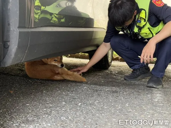 ▲▼員警調閱監視器畫面,發現小柴犬自行跳出婦人車窗後躲進附近車棚內。(圖/鳳林警分局提供,下同)