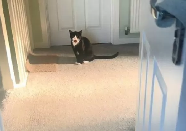 ▲。(圖/翻攝自TikTok/@sirarthurmeows)