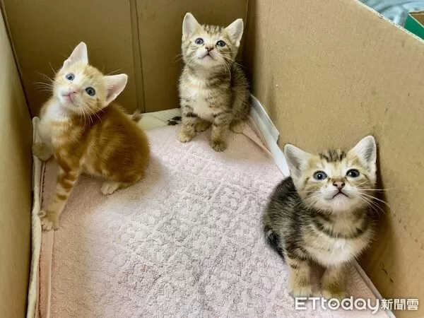 奶貓奶狗潮。(圖/新北市動保處提供)