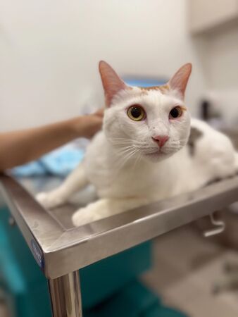 ▲▼謝京穎。(圖/翻攝自Threads/orange_hsieh)