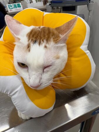 ▲▼謝京穎。(圖/翻攝自Threads/orange_hsieh)