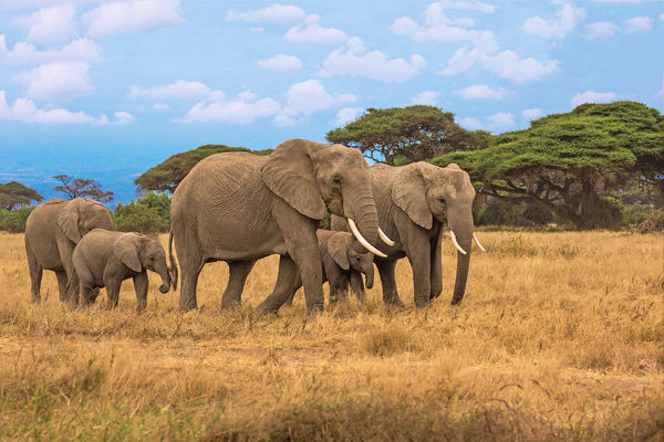 ▲▼大象,象,。(圖/VCG)