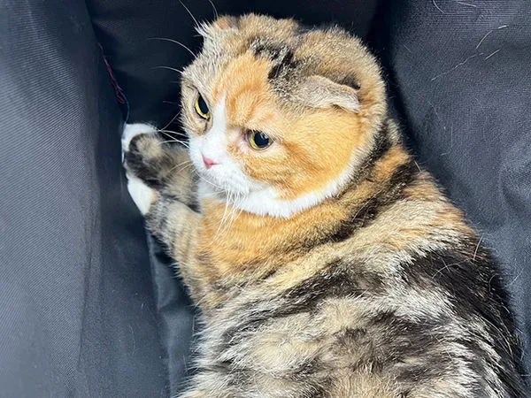 貓咪園寶骨刺。(圖/慈愛動物醫院提供)