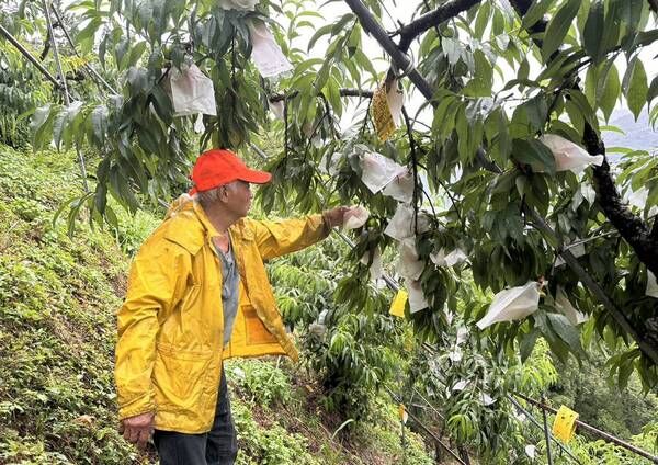 ▲桃園農漁防颱超前部署
