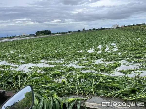 ▲雲林農損。(圖/雲林縣農業處提供)