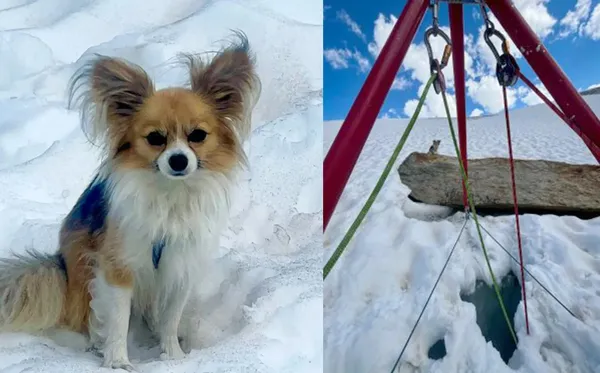 男冰川健行困8公尺深裂縫 最萌「四足英雄」吉娃娃救他一命。(圖/翻攝自Air Zermatt網站)