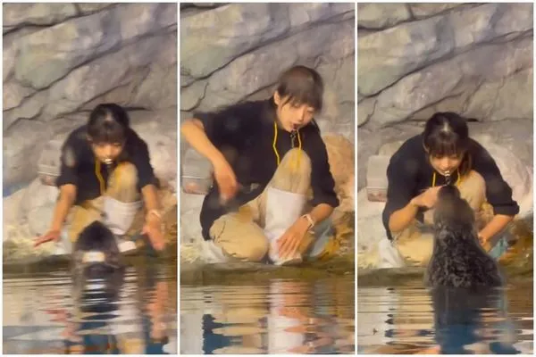 正妹飼養員與可愛的海豹「夏綠蒂」互動,專業與耐心,吸120萬次網友觀看,意外爆紅。(翻攝自Threads)