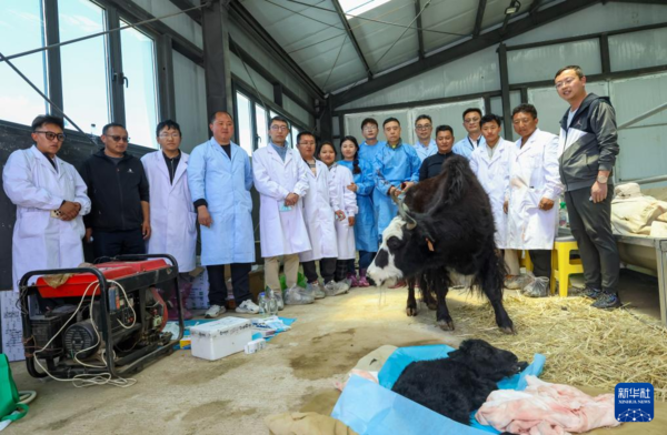 ▲▼陸成功複製氂牛 體型比一般新生牛犢略大。(圖/新華社)