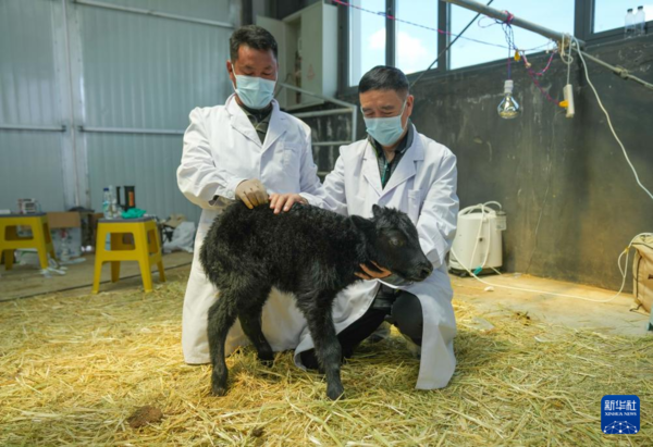 ▲▼陸成功複製氂牛 體型比一般新生牛犢略大。(圖/新華社)