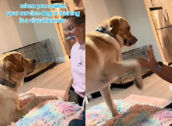 ▲。(圖/翻攝自TikTok/@chronicallymadison)