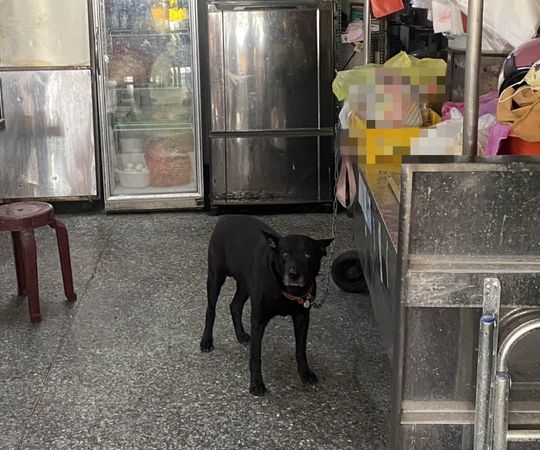 ▲▼台灣土狗追咬路人,皮開肉綻,飼主竟強辯「是牠自由」。(圖/(threads)zjtssmu_授權)