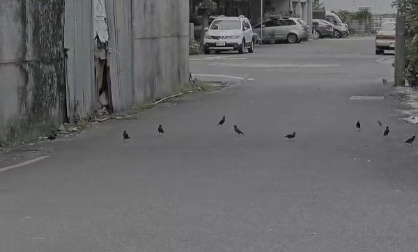 ▲台南市仁德區有民眾被檢舉指控長期在路邊潑撒食物、廚餘,餵養流浪狗及招來鳥類,除造成環境髒亂外,也引發流浪狗群追人、鳥糞及老鼠、蟑螂聚集等環境污染、病媒傳播問題。(民眾提供,下同)