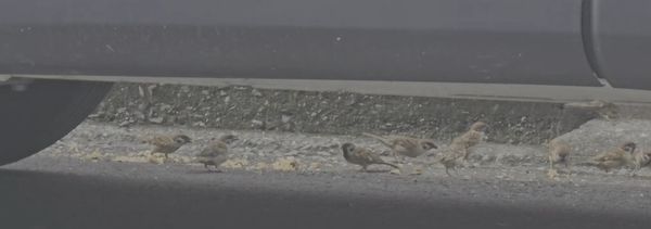 ▲台南市仁德區有民眾被檢舉指控長期在路邊潑撒食物、廚餘,餵養流浪狗及招來鳥類,除造成環境髒亂外,也引發流浪狗群追人、鳥糞及老鼠、蟑螂聚集等環境污染、病媒傳播問題。(民眾提供,下同)