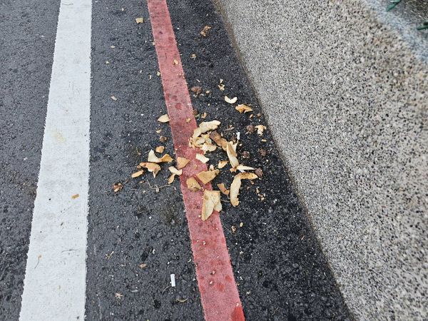 ▲台南市仁德區有民眾被檢舉指控長期在路邊潑撒食物、廚餘,餵養流浪狗及招來鳥類,除造成環境髒亂外,也引發流浪狗群追人、鳥糞及老鼠、蟑螂聚集等環境污染、病媒傳播問題。(民眾提供,下同)