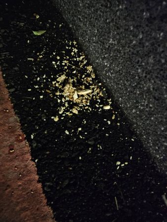 ▲台南市仁德區有民眾被檢舉指控長期在路邊潑撒食物、廚餘,餵養流浪狗及招來鳥類,除造成環境髒亂外,也引發流浪狗群追人、鳥糞及老鼠、蟑螂聚集等環境污染、病媒傳播問題。(民眾提供,下同)